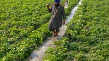 Union Budget focuses on farmers, agriculture productivity
