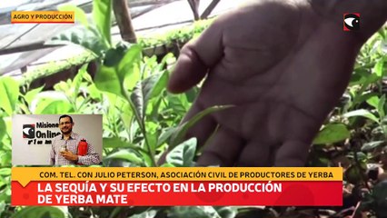 La sequía y su efecto en la producción de Yerba Mate