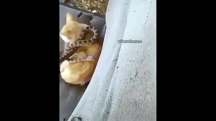 Önce sarıldı, sonra yılan olduğunu fark etti! Kedinin zor anları