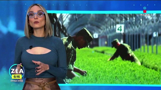 Viveros del Ejército han producido 272 millones de plantas