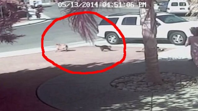 Dieser Hund war von seiner Familie gerettet worden. Er hat es ihr zurück gezahlt, indem er das Leben ihrer Katze gerettet hat.