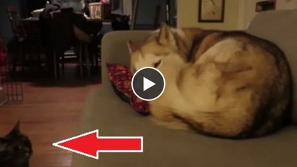 Dieser Hund schlief friedlich auf dem Sofa, als er plötzlich von einem Eindringling gestört wird...