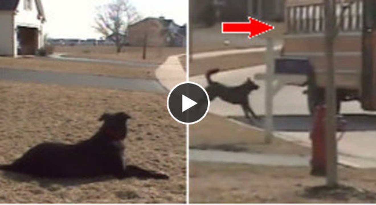 Jeden Tag wartet dieser Hund auf etwas oder jemanden Bestimmtes...