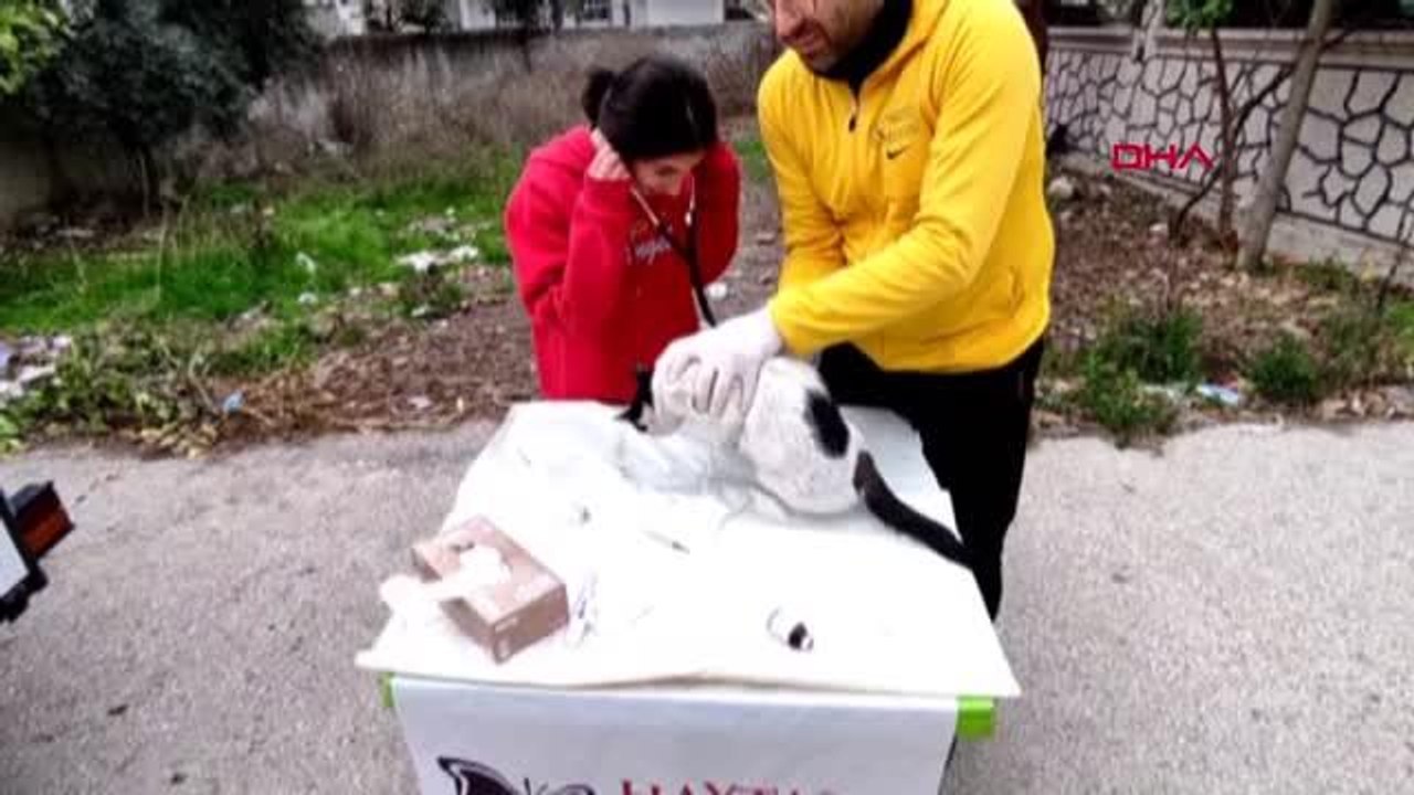 OSMANİYE'DE SOKAK HAYVANLARINA SAĞLIK TARAMASI HİZMETİ