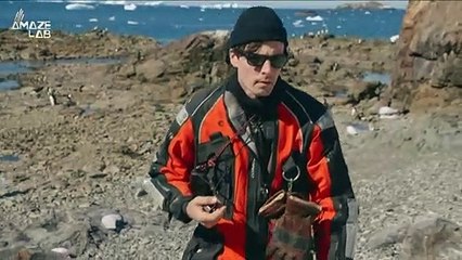 Experts Say Penguins May Provide Clues to Our Climate Situation