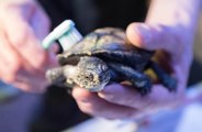 An animal rescue team in Baltimore left confused after finding a snapping turtle in a gutter