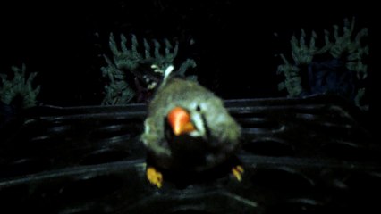 ZEBRA FINCH 102_8058
