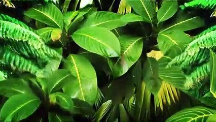 Oliver the Caique Singing in the Shower