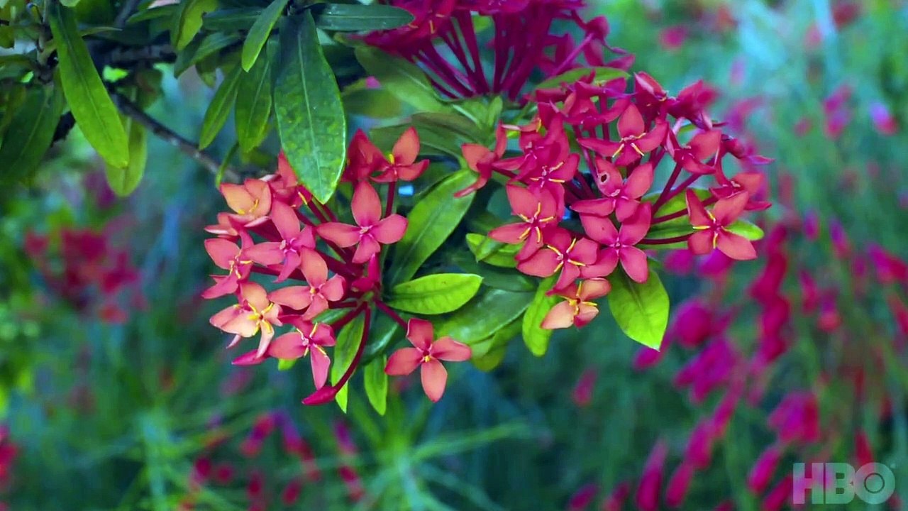 Painting with John Season 2 Official Trailer HBO Vídeo Dailymotion