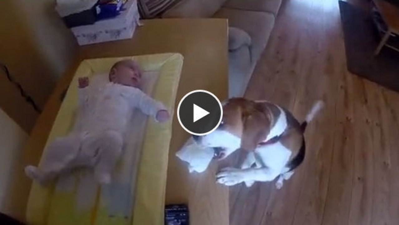 Vorhang auf für den hilfsbereitesten Hund der Welt, der sein Frauchen voller Eifer unterstützt!