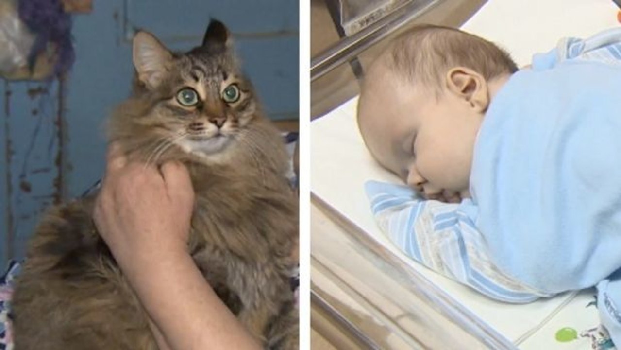 Ohne diese Katze wäre das Baby erfroren. Hier die unglaubliche Geschichte der beiden:
