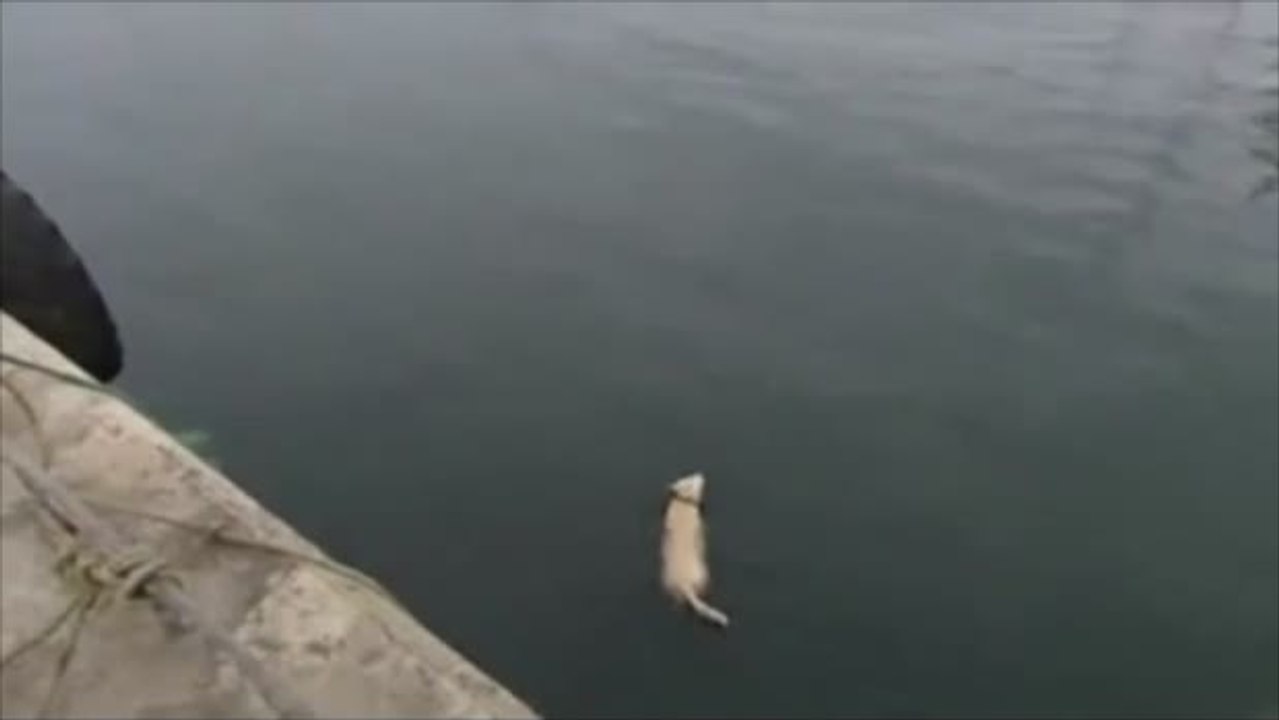 Dieser Hund schwimmt jeden Morgen mit einem Delfin. Eine ungewöhnliche Freundschaft.