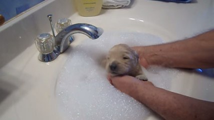 Dieser Hund badet zum ersten Mal. Und er scheint es gern zu haben!