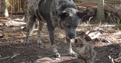 Download Video: Dieser Hund hat beschlossen, sich um ein behindertes Kätzchen zu kümmern - eine unglaubliche Geschichte.