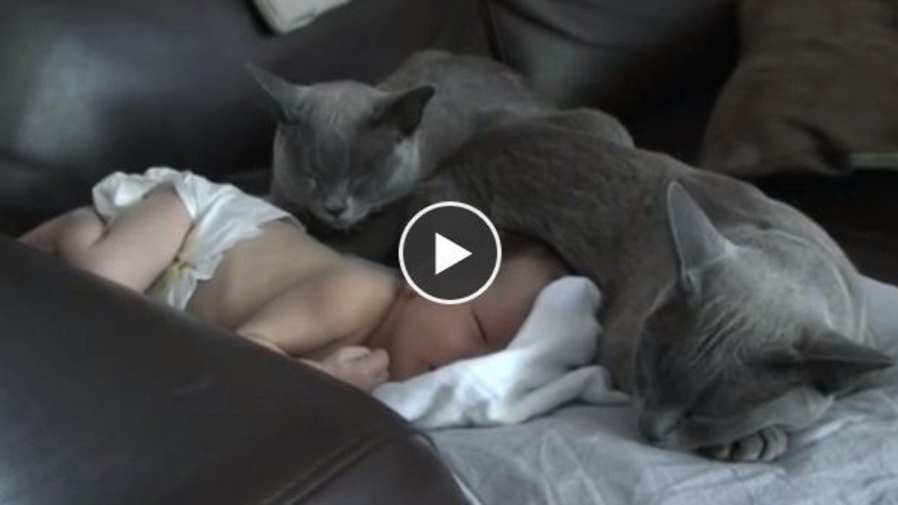 Diese beiden Katzen sind die besten Babysitter der Welt.