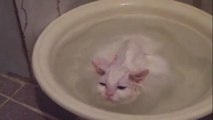 Die Katze, die nicht aus der Badewanne raus wollte