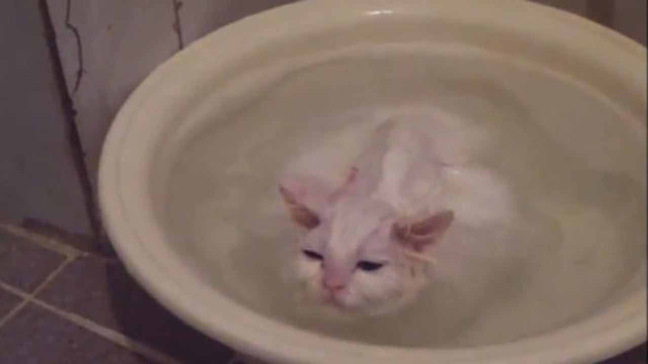 Die Katze, die nicht aus der Badewanne raus wollte