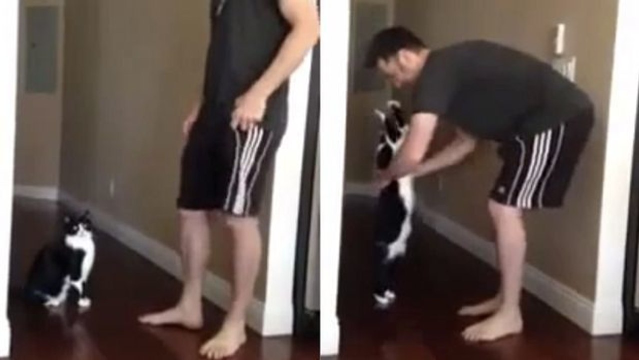 Diese Katze will vom Herrchen auf den Arm genommen werden. Sie tut fast alles, damit es ihr gelingt.