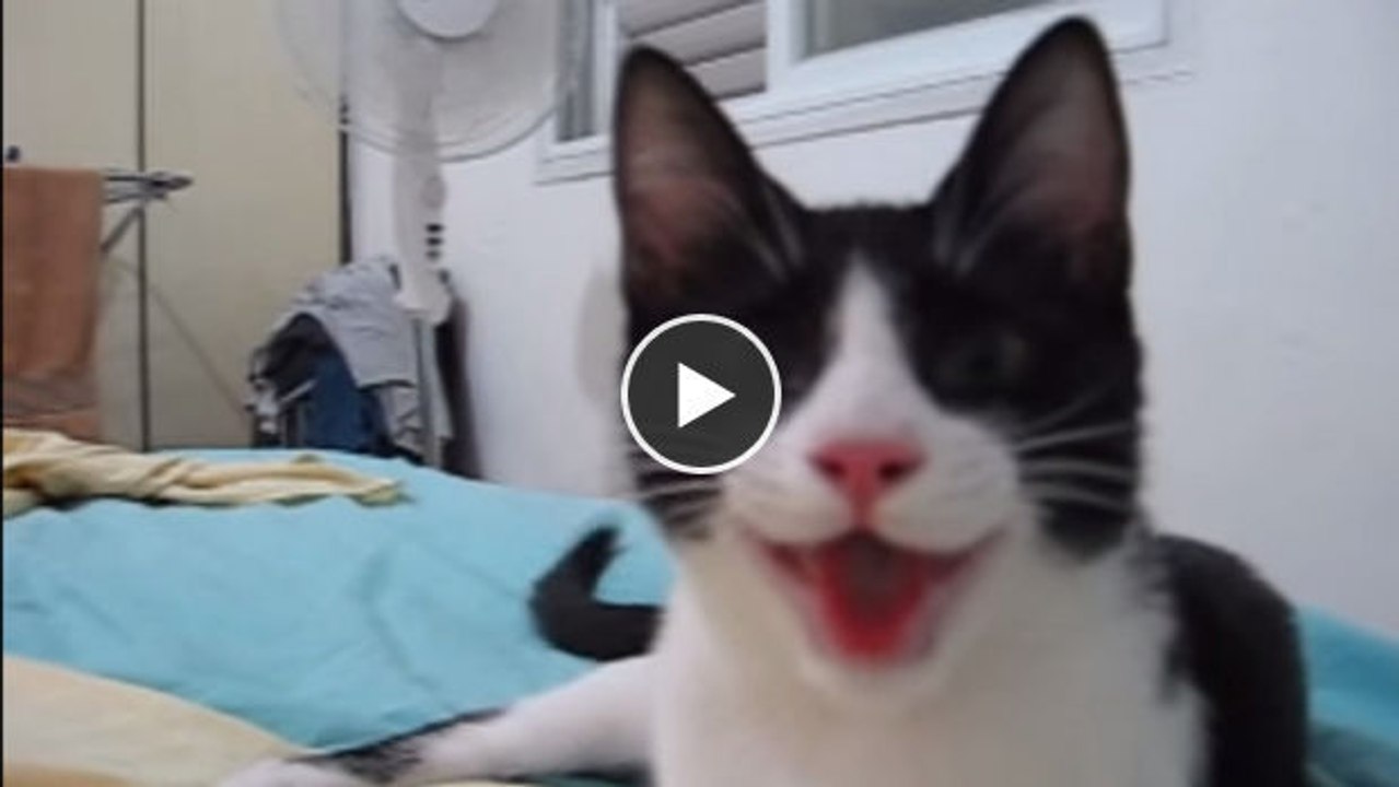 Diese Katze hat ein Problem: Sie hält sich für einen Hund!