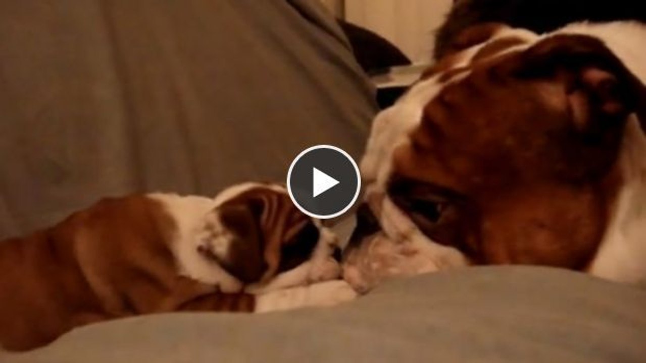 Dieser Bulldoggen-Rüde trifft zum ersten Mal auf seinen Sohn - seine Reaktion ist wirklich rührend!