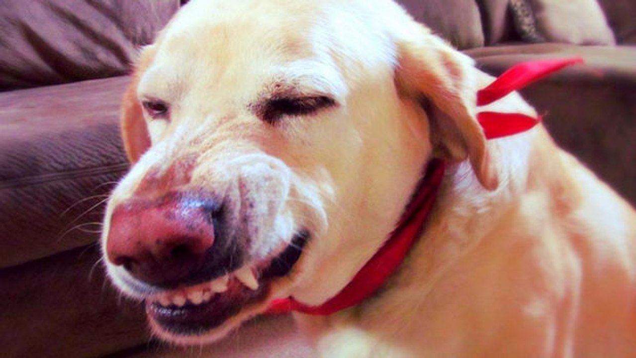 Dieser Hund fühlt sich wirklich schuldig. Was Sie sicher zum Lachen bringen wird!