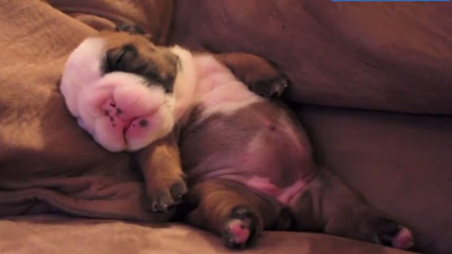 Zum Dahinschmelzen: die erstaunliche Reaktion dieses kleinen Welpen mit Albträumen