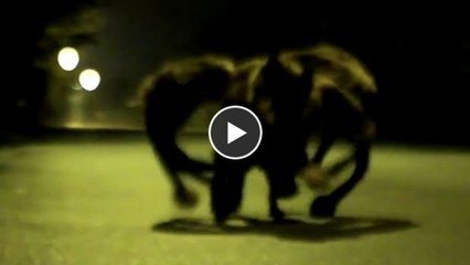 Dieser Hund, als mutierte Spinne verkleidet, erschreckt die Passanten. Eine versteckte Kamera mit Gruselfaktor!
