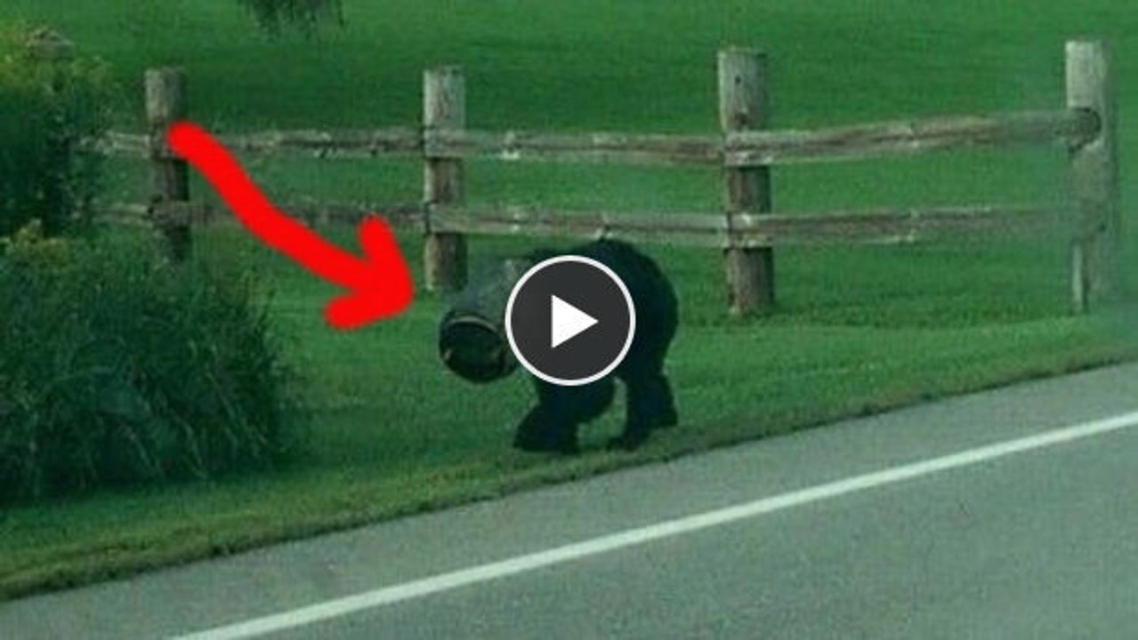 Ein Monat trug dieser Bär einen Airbag auf dem Kopf. Um ihn davon zu befreien, wurde das Unmögliche möglich gemacht.