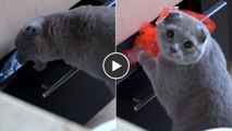 Diese Katze wollte etwas aus einer Schublade stehlen, doch ihr Besitzer erwischt sie dabei. Die Reak