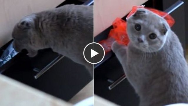 Diese Katze wollte etwas aus einer Schublade stehlen, doch ihr Besitzer erwischt sie dabei. Die Reaktion der Katze ist zu komisch!