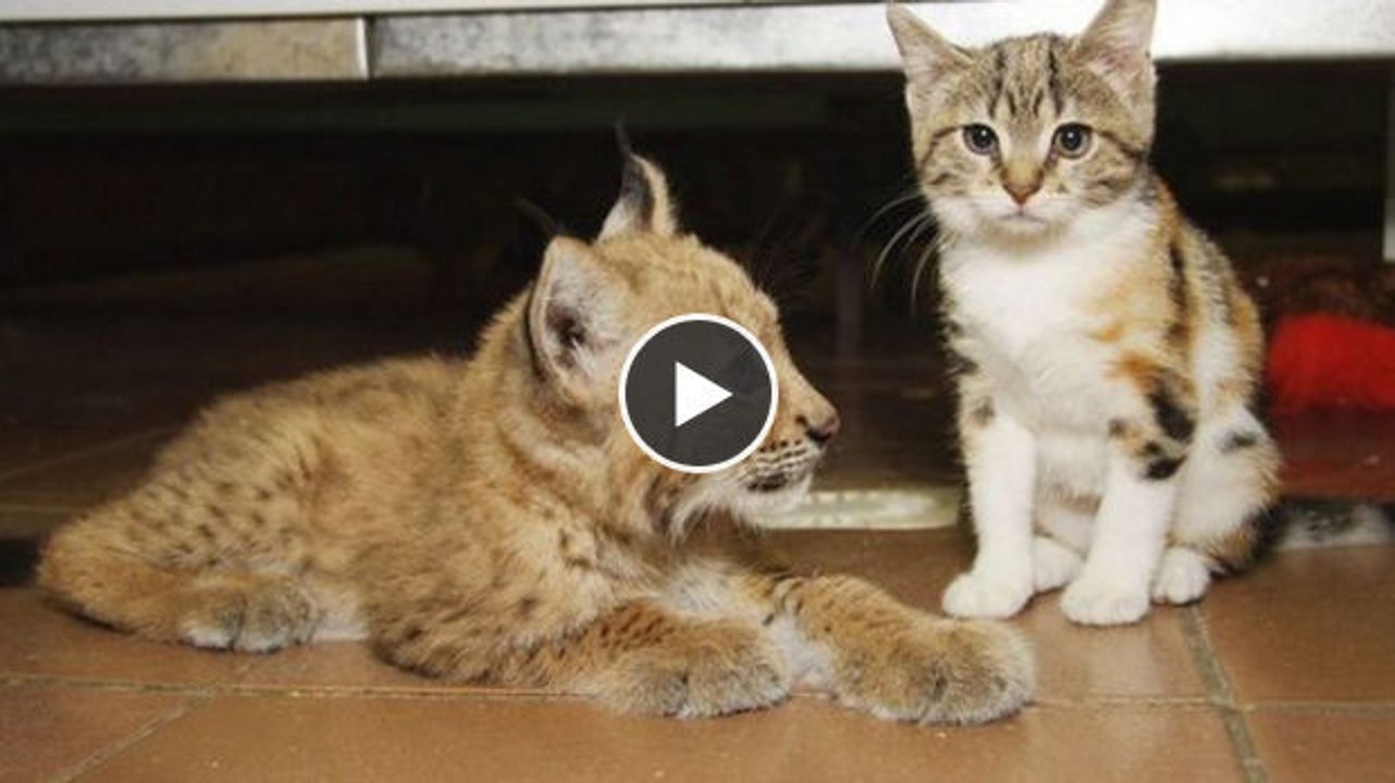 Diese kleine streunernde Katze hat sich verlaufen. Doch im Zoo hat sie einen sehr speziellen Freund gefunden!
