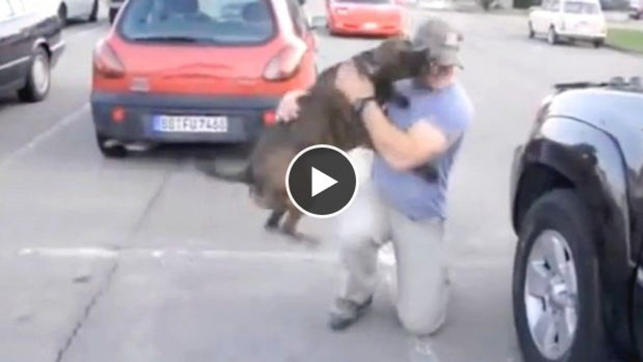 Nachdem dieser Hund sein Herrchen 8 Monate lang nicht gesehen hat, empfängt er ihn im wahrsten Sinne des Wortes überschwänglich!