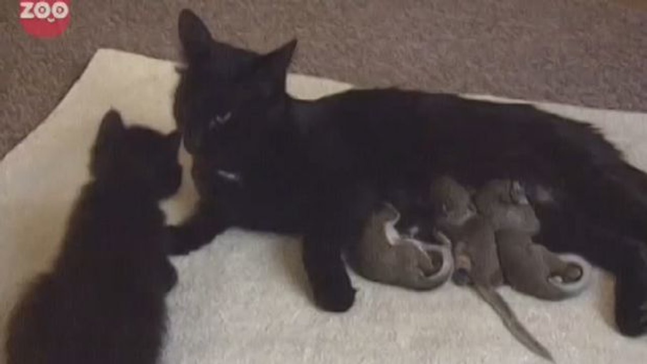 Diese Katze adoptiert kleine Eichhörnchen. Sie verhält sich ihnen gegenüber wie eine richtige Mutter.