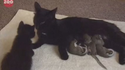 Diese Katze adoptiert kleine Eichhörnchen. Sie verhält sich ihnen gegenüber wie eine richtige Mutter.