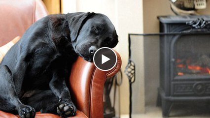 Dieser Hund schleppt sein Bett durch das ganze Haus. Warum? Sie werden schmunzeln!