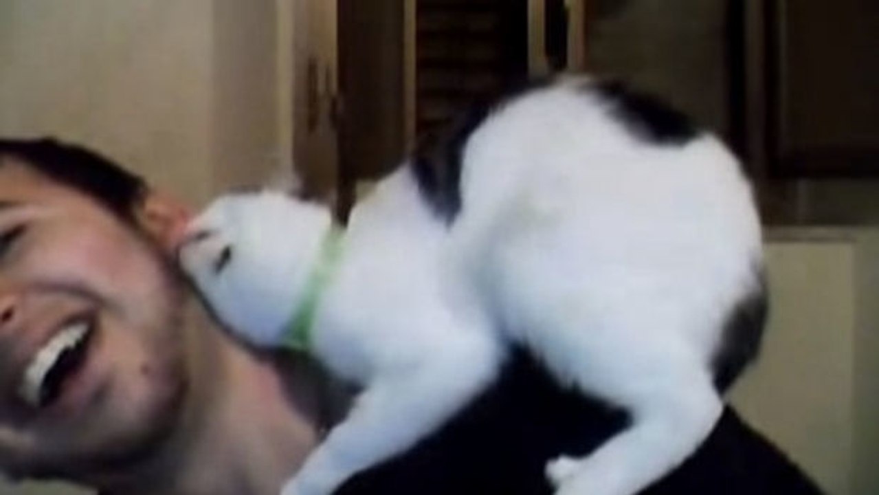 Diese Katze kann nicht mehr auf ihr Herrchen verzichten. Diese Demonstration von Zärtlichkeit ist sehr niedlich.