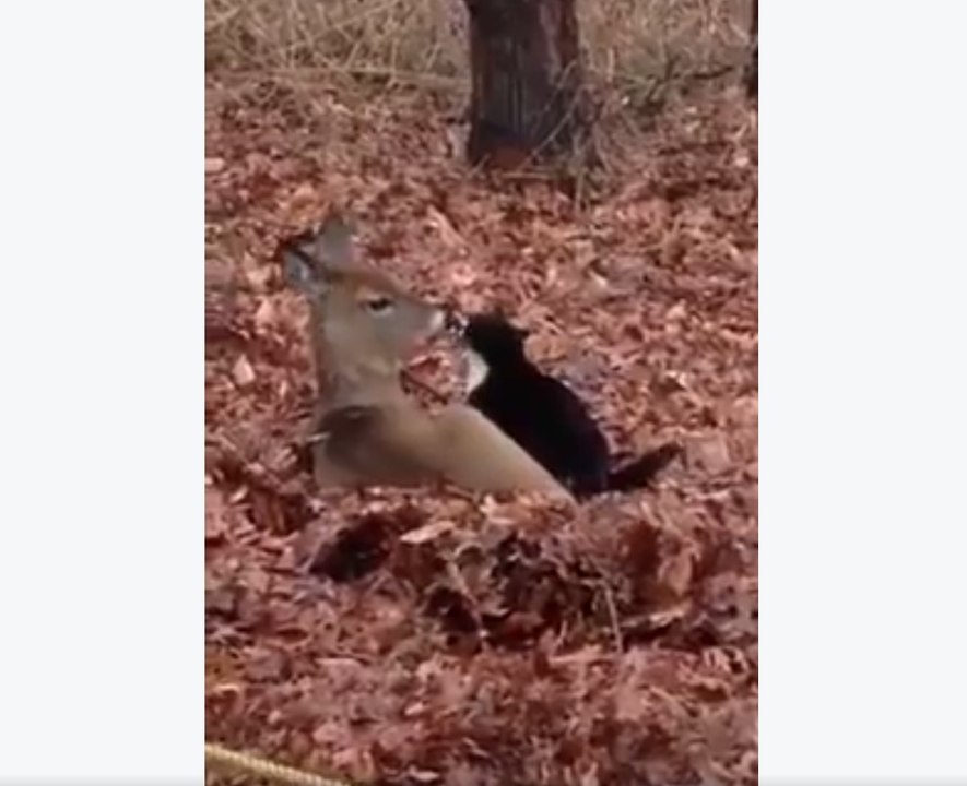 Ein unglaublicher Moment voller Zärtlichkeit zwischen einem Reh und einer Katze.