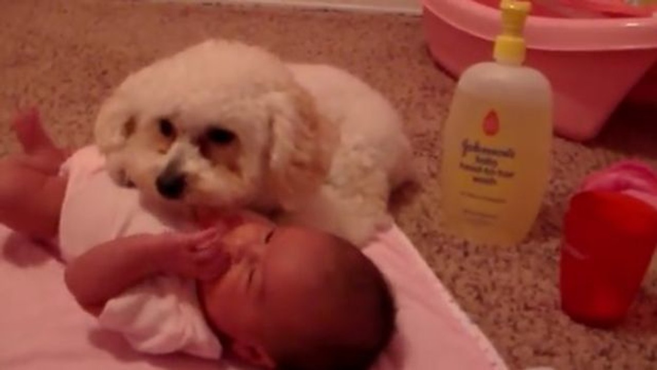 Dieser Pudel ist bereit, das Baby vor einem ihm nicht geheueren Gerät zu schützen