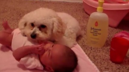 Dieser Pudel ist bereit, das Baby vor einem ihm nicht geheueren Gerät zu schützen