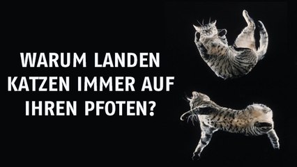 Warum Katzen beim Fallen immer auf den Pfoten landen