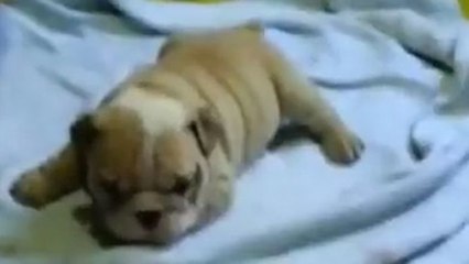 Die ersten unbeholfenen Schritte eines Bulldoggenwelpen