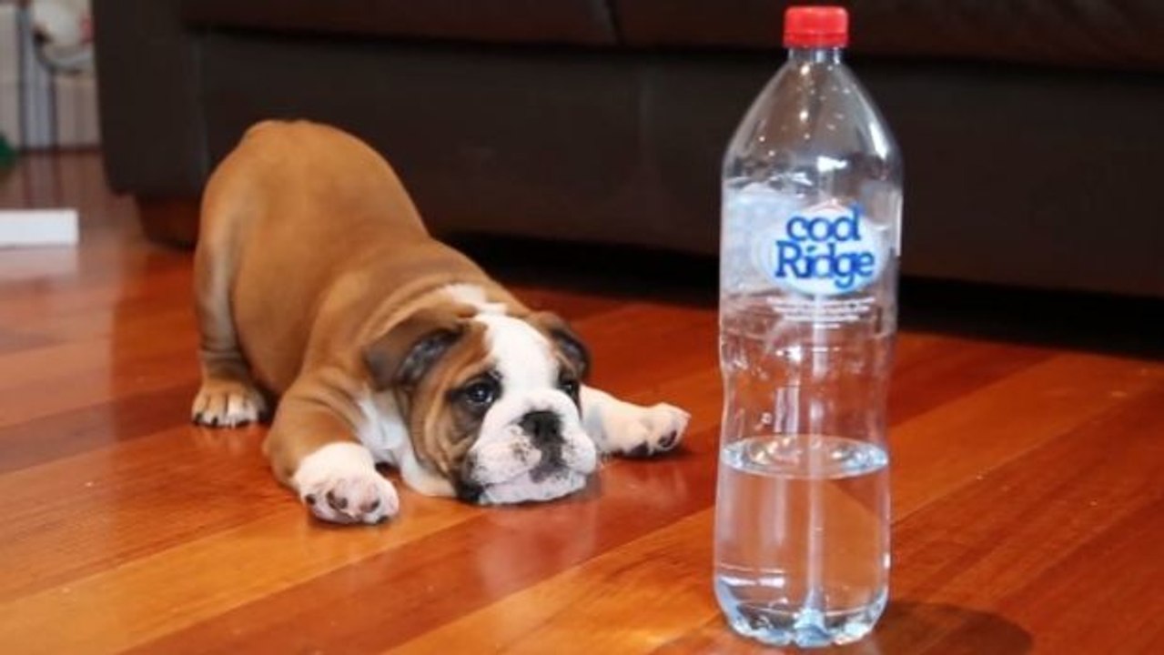 Dieser welpe stellt eine wasserflasche... sie könnte ja gefährlich sein!