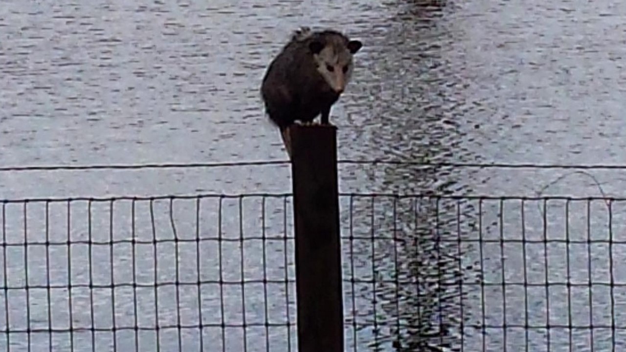 Er springt ins Wasser, um Tiere vor dem Ertrinken im Hochwasser zu retten