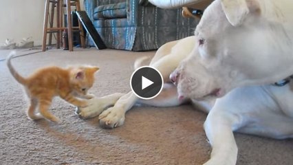 Dieser Pitbull trifft zum ersten Mal auf ein Kätzchen - seine Reaktion zu beobachten, ist sehr spannend.