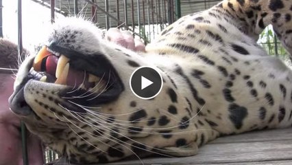 Dieser Leopard ist so verschmust wie eine Katze. Das glauben Sie nicht? Sehen Sie selbst!