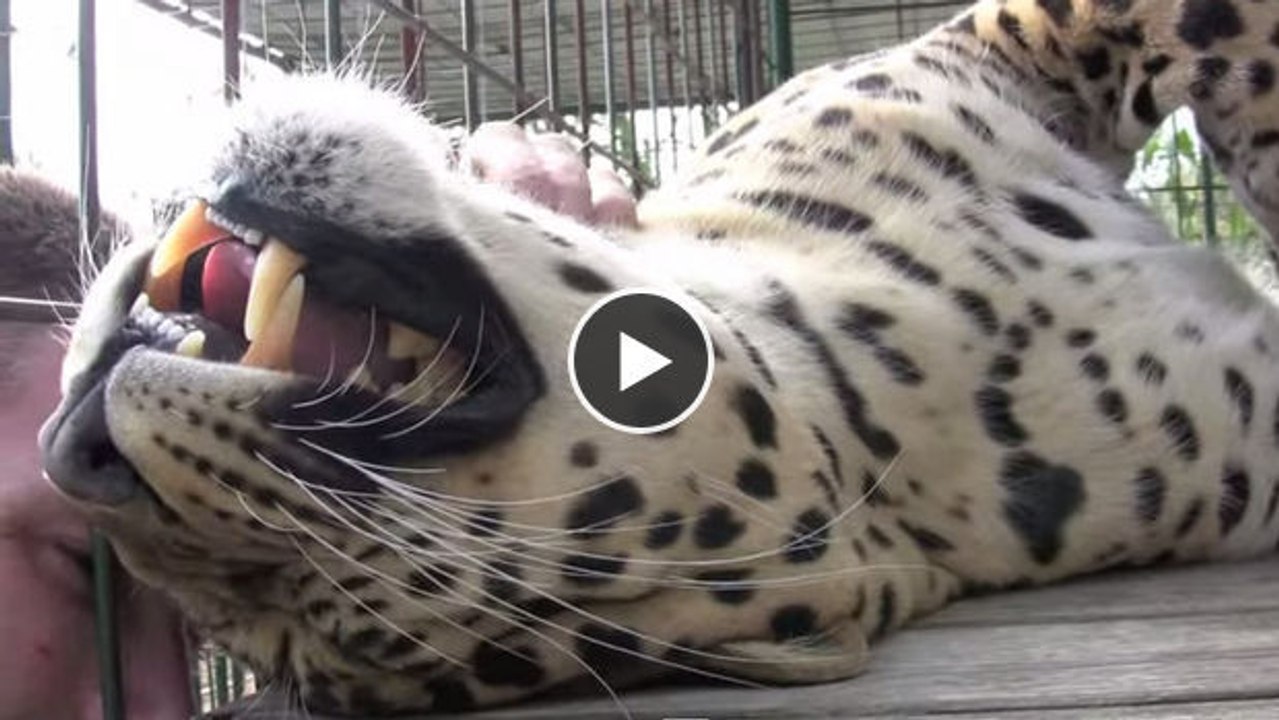 Dieser Leopard ist so verschmust wie eine Katze. Das glauben Sie nicht? Sehen Sie selbst!