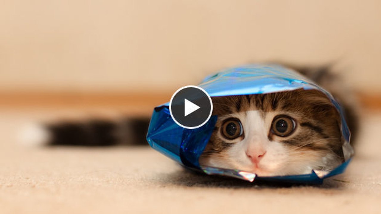 So packen Sie eine Katze ein - Sie werden schmunzeln!