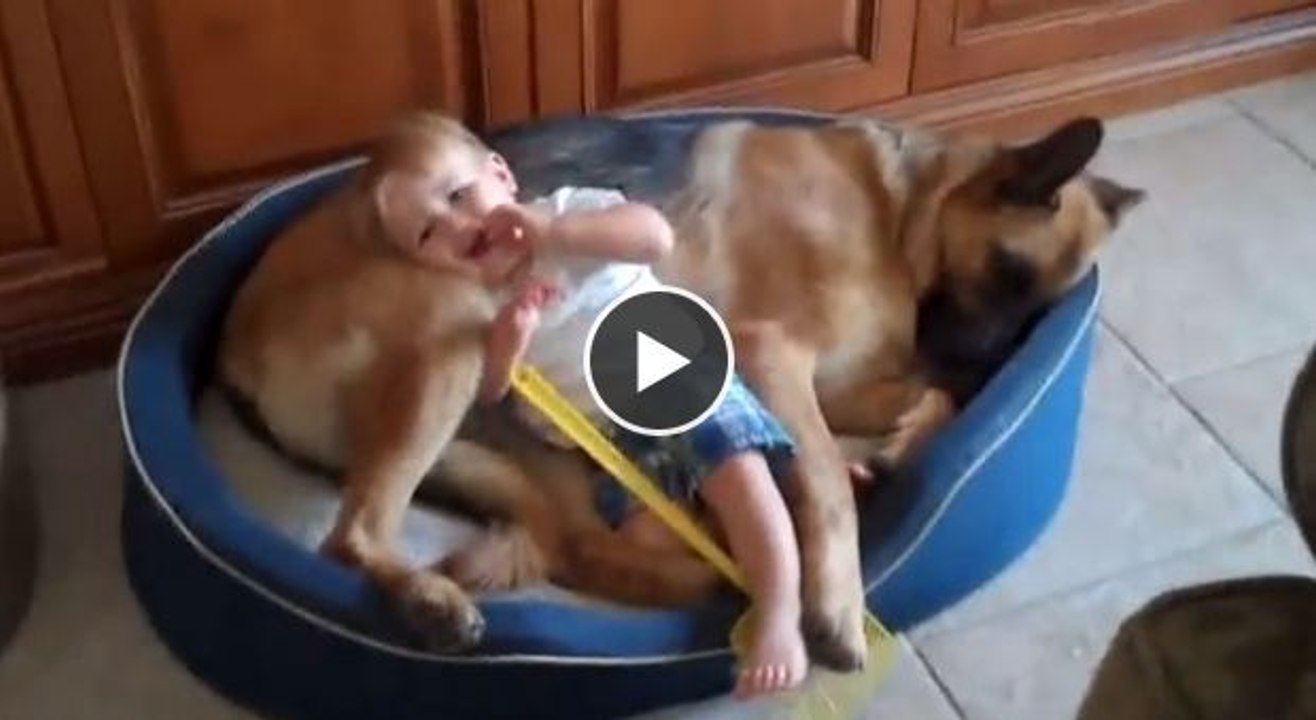Das hier ist der sanfteste Hund der Welt. Sehen Sie nur, wie er mit dem Kind spielt!