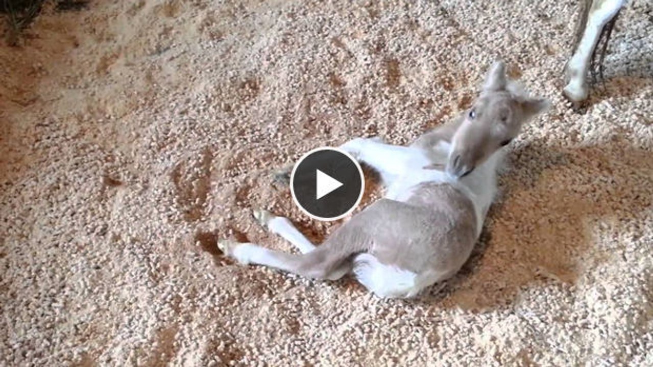 Dieses kleine Fohlen hält sich für einen Hund und benimmt sich absolut putzig!