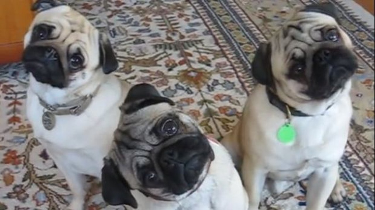 Diese Möpse machen witzige Bewegungen mit ihren Köpfen. Sie erraten sicher nicht warum.